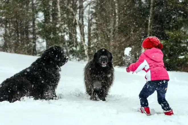 Newfoundland Dog