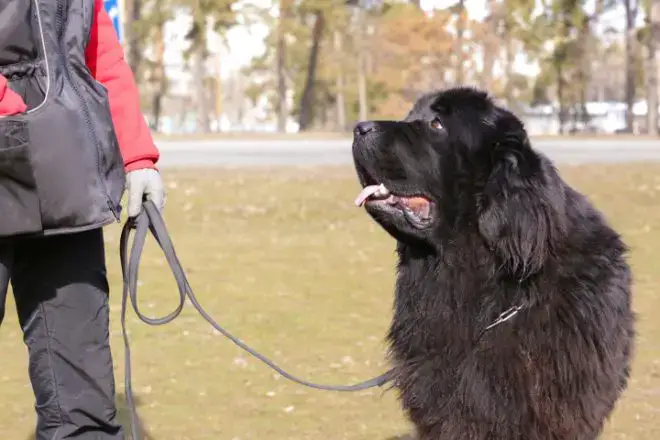 Newfoundland Dog