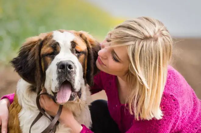 Saint Bernard Dog