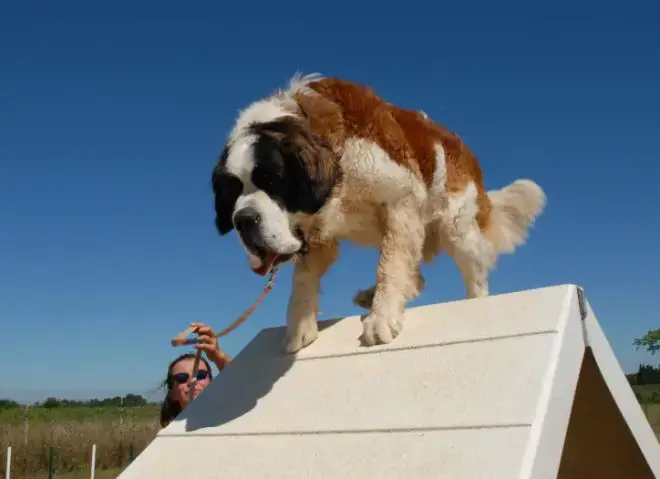 Saint Bernard Dog