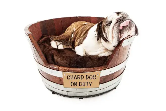 Bulldog Bed