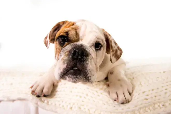 Bulldog Bed