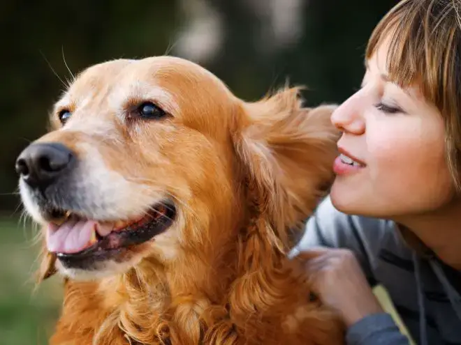 Dog Breeds for Single Lifestyle