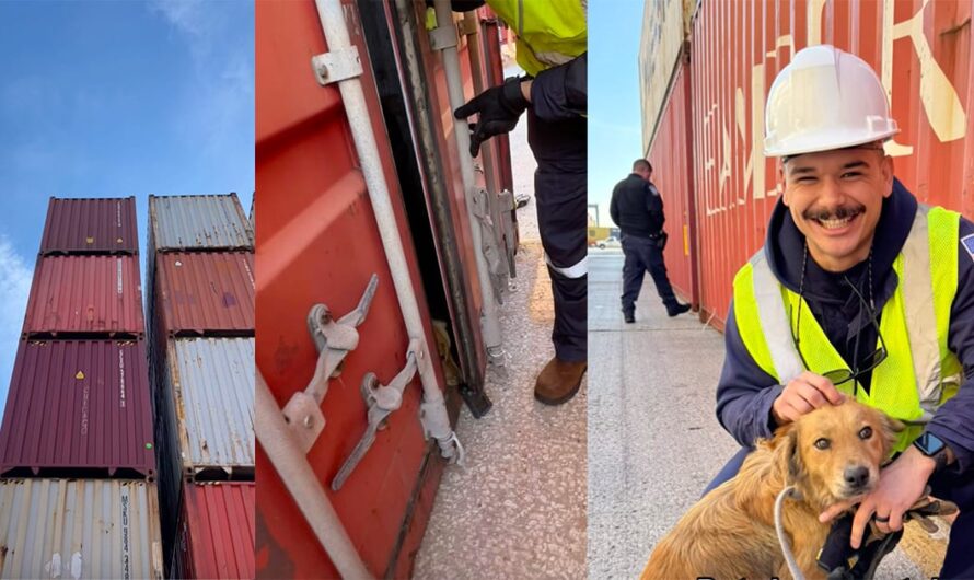 Coast Guard officers hear barking and scratching from shipping container — save dog who had been trapped for a week