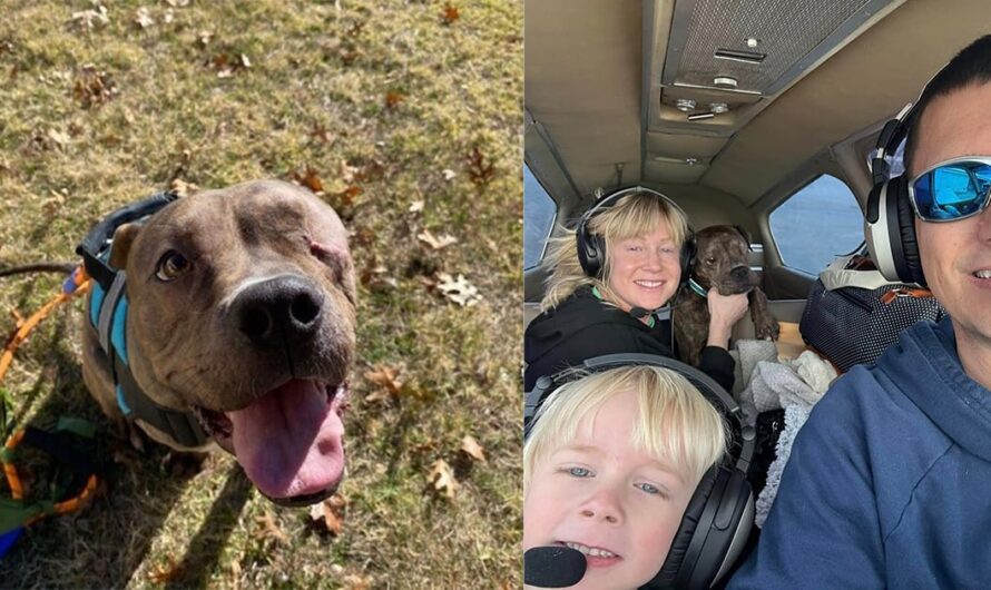 One-eyed shelter dog was about to be euthanized — then a pilot and a woman hundreds of miles away saved his life