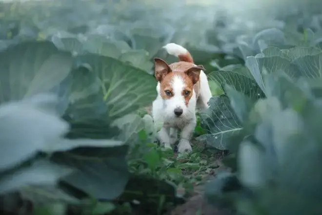 Jack Russell Terriers