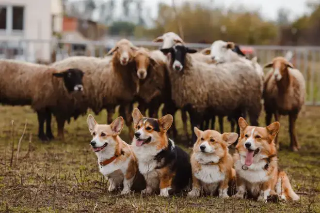 Corgis