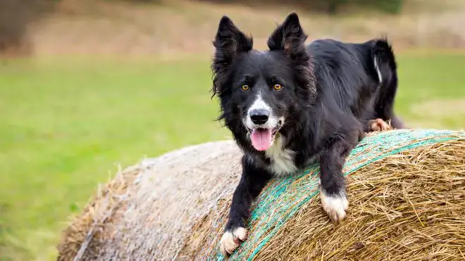 Border Collies