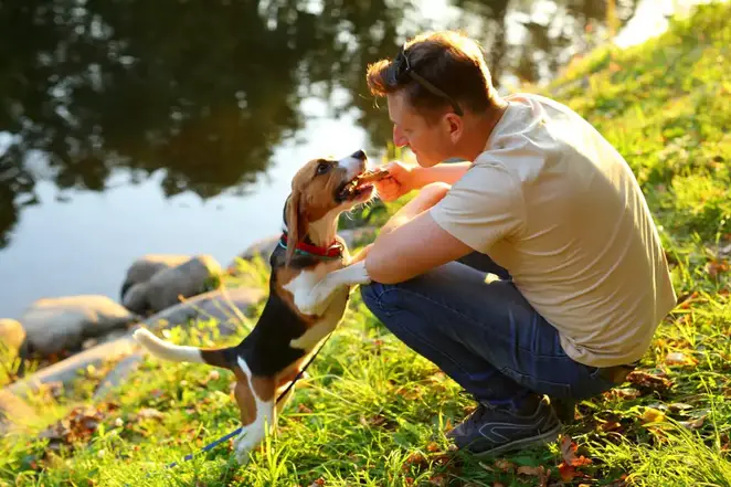 dog and man in sunlight