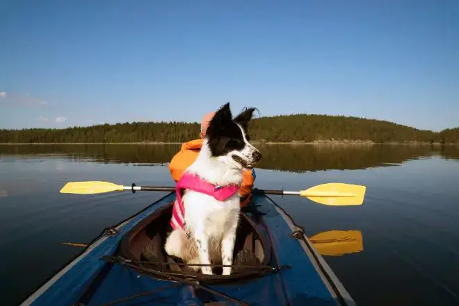 Dog in Kayak