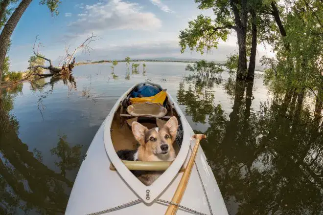 Dog in Kayak