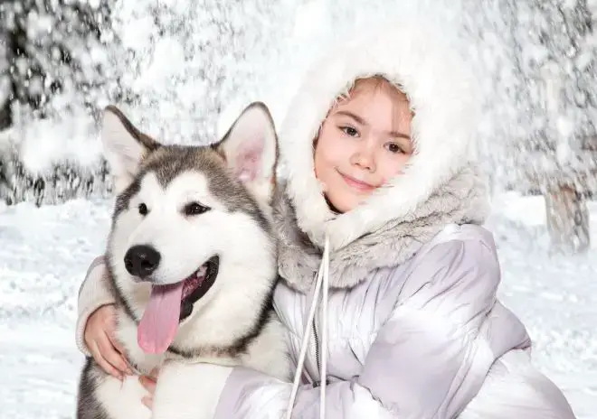 Alaskan Malamute