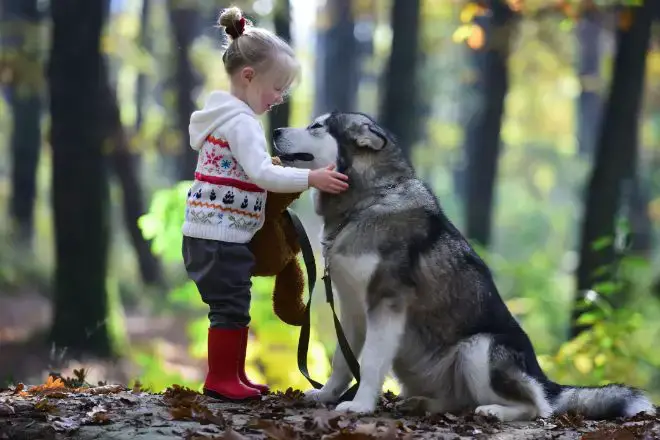 Alaskan Malamute