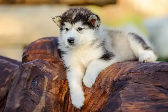 Alaskan Malamute