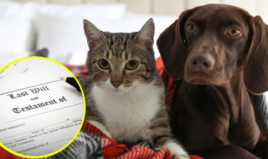 Elderly woman changes will to leave $2.8 million to cats and dogs — heartbreaking reason has people agreeing with her