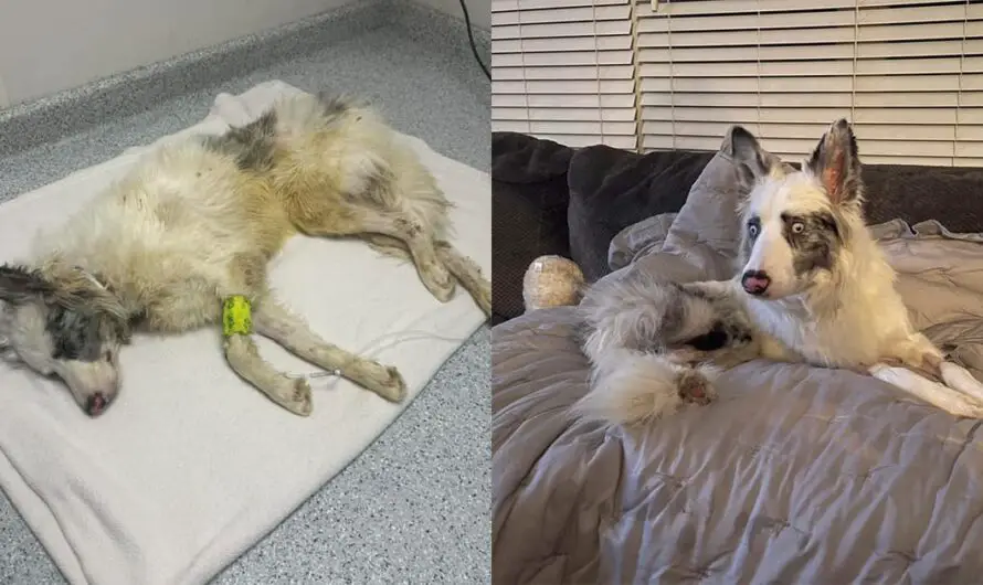 Blind, epileptic dog was found in box, thought to be dead — but now he’s made an incredible recovery