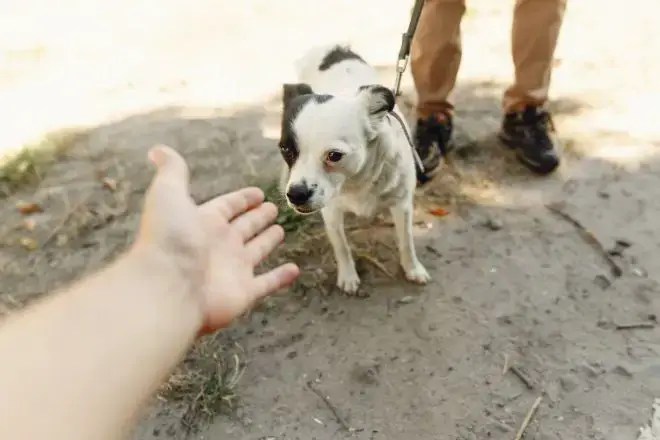 Scared dog