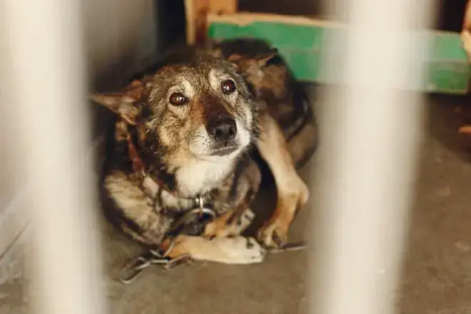 dog in shelter