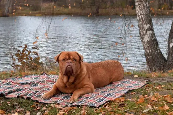 Dogue de Bordeaux