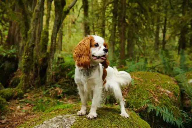 King Charles Spaniel