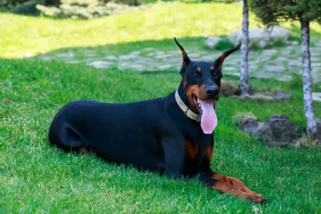 Doberman Pinscher