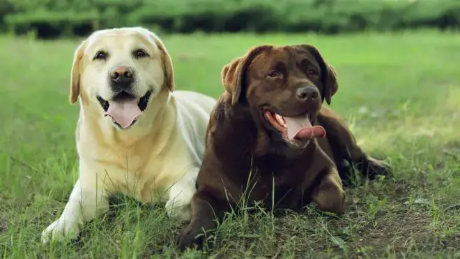 Labrador Retriever