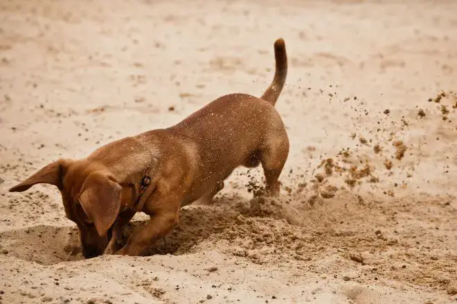 Puppy at the Beach