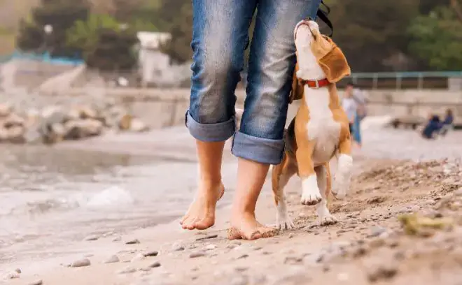 Puppy at the Beach