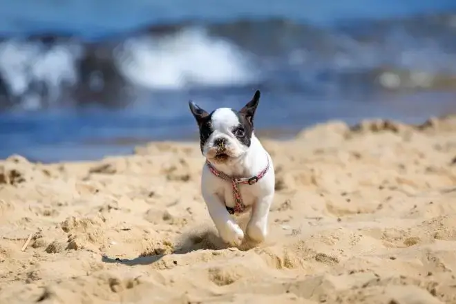 Puppy at the Beach