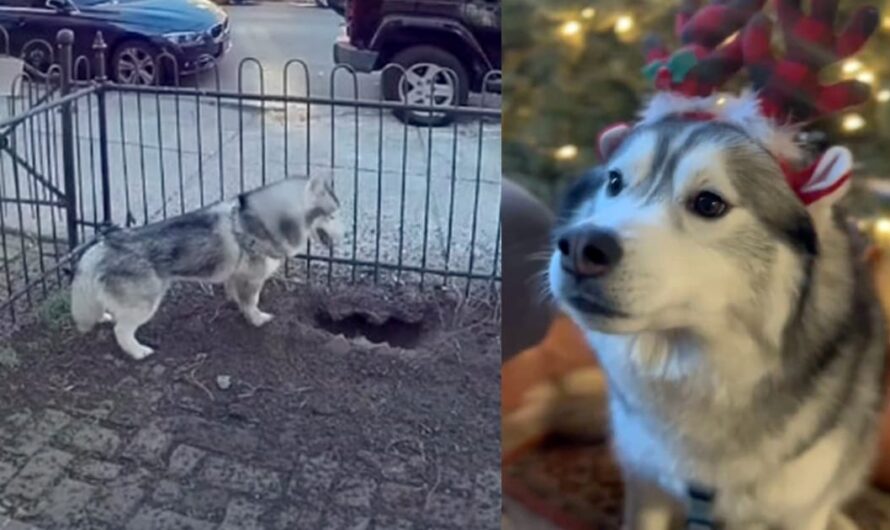 Husky dog kept digging a hole in the yard — owner investigates and makes a life-saving discovery