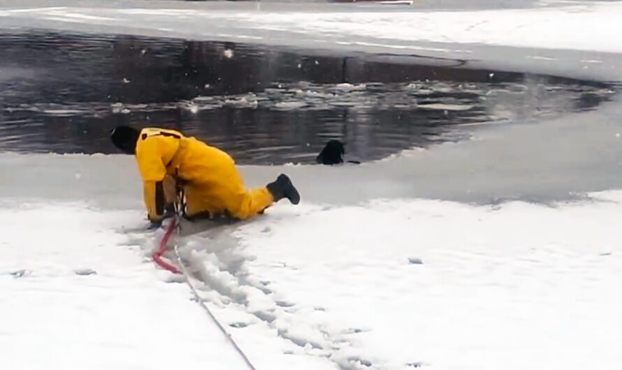 Firefighter braves freezing waters to save dog who fell through ice — thank you