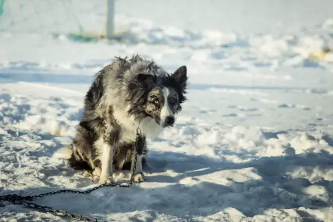 dog on chain