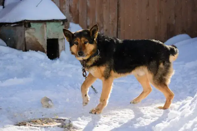 german shepherd on chain