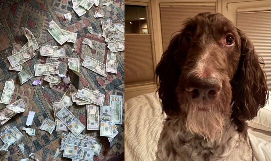 Couple is shocked to find their pet dog ate $4,000 in cash