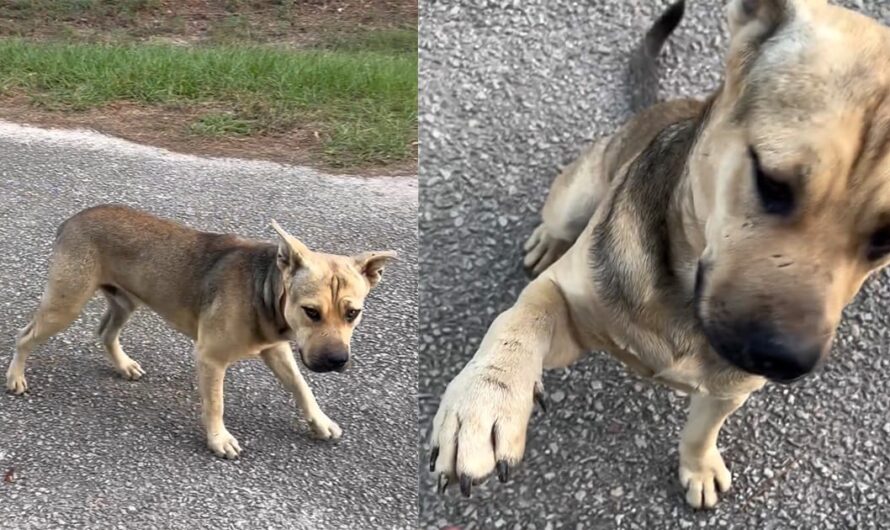 Stray dog waits outside animal sanctuary — sticks out his paw to ask for help