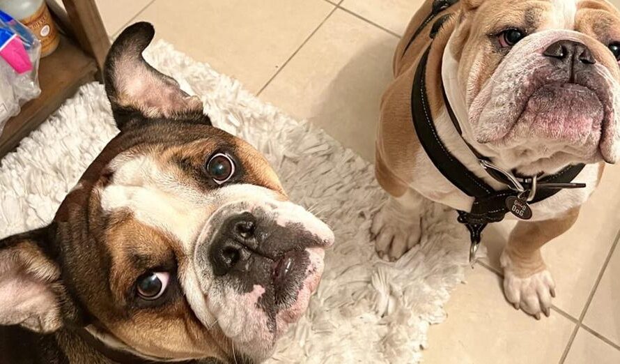 Two bulldogs stolen at gunpoint from dogwalker now home safe and sound