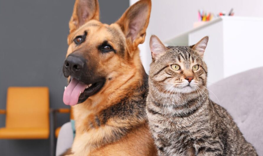 New study reveals most popular dog and cat names of 2023 — see what made the list