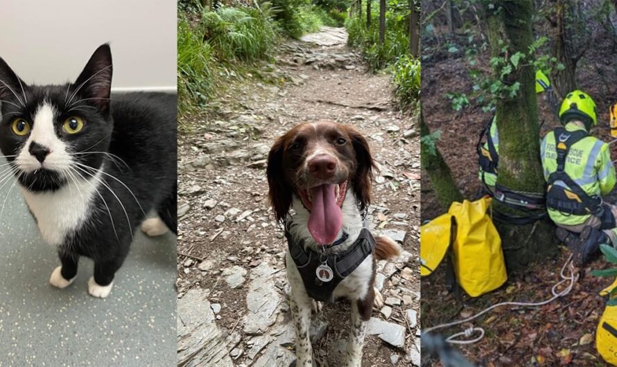 Smart dog leads owner to find missing cat trapped in 100-foot mine shaft