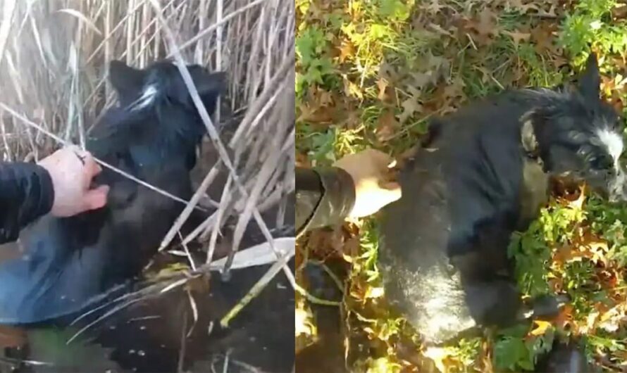 Police officers brave freezing waters to rescue blind border collie from pond — thank you