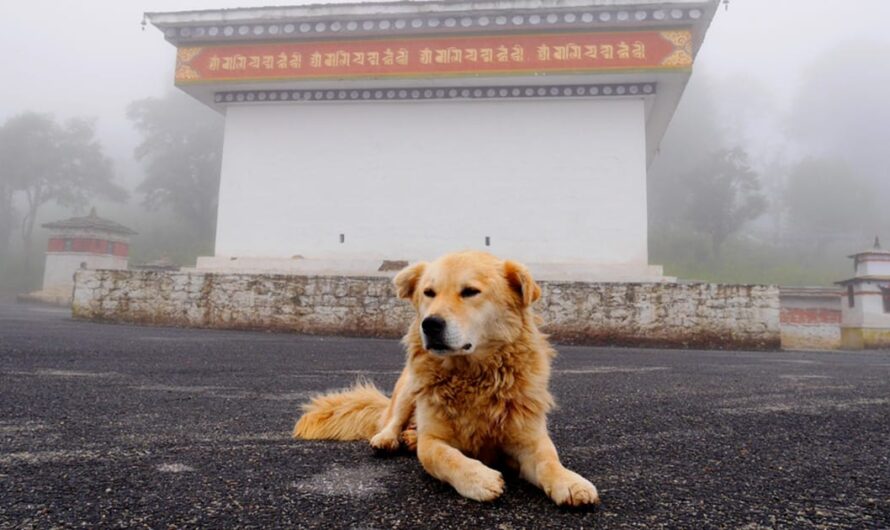 Kingdom of Bhutan becomes first country to 100% vaccinate and sterilize street dog population