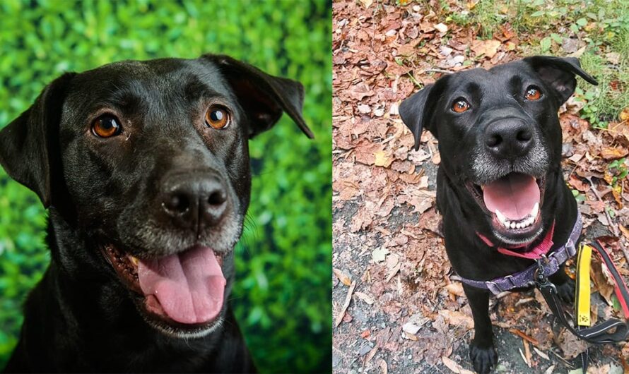 5-year-old dog was shelter’s longest resident — finally gets adopted after 1,000 days