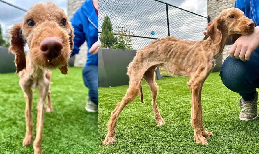 Neglected dog arrived at shelter nearly starved to death — now he’s living his best life