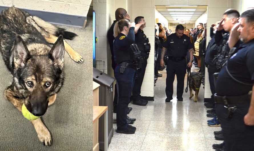 Police officers line up to salute K9 with terminal cancer on her final walkout