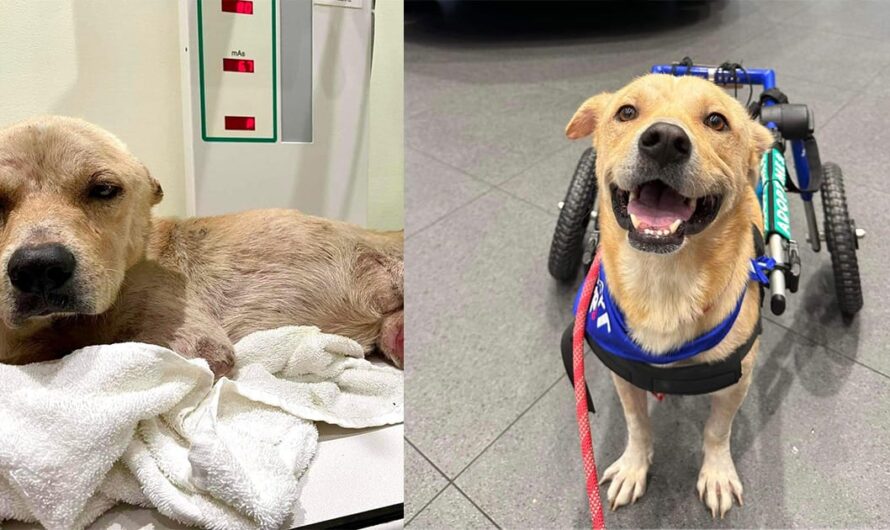 Injured stray dog dragged himself to safety after being hit by car — now he’s looking for a home