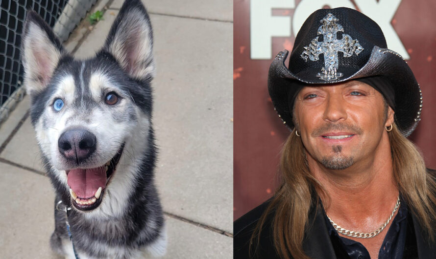 Husky named “Bret Michaels” saves a kitten’s life — then gets adopted by the real Bret Michaels