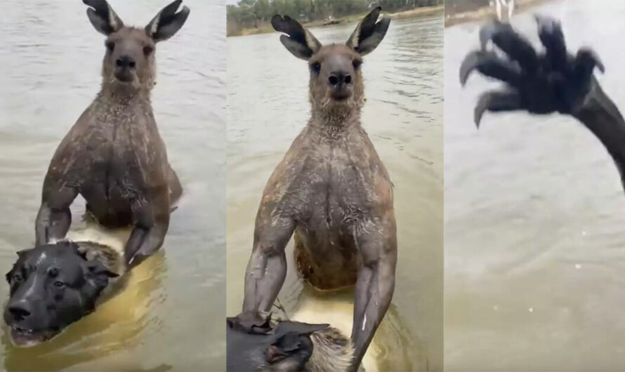 Man fights off kangaroo to save his dog from being drowned in viral video