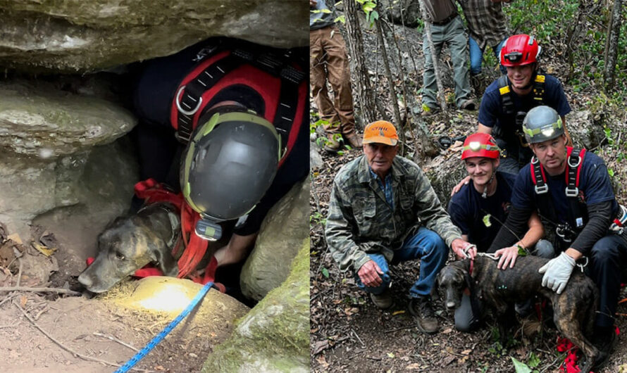 Rescuers brave narrow 40-foot bear cave to save trapped dog