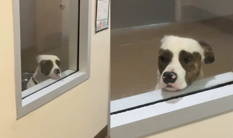 Shelter dog would always stand at the window, waiting for someone to adopt him — now his wait is over