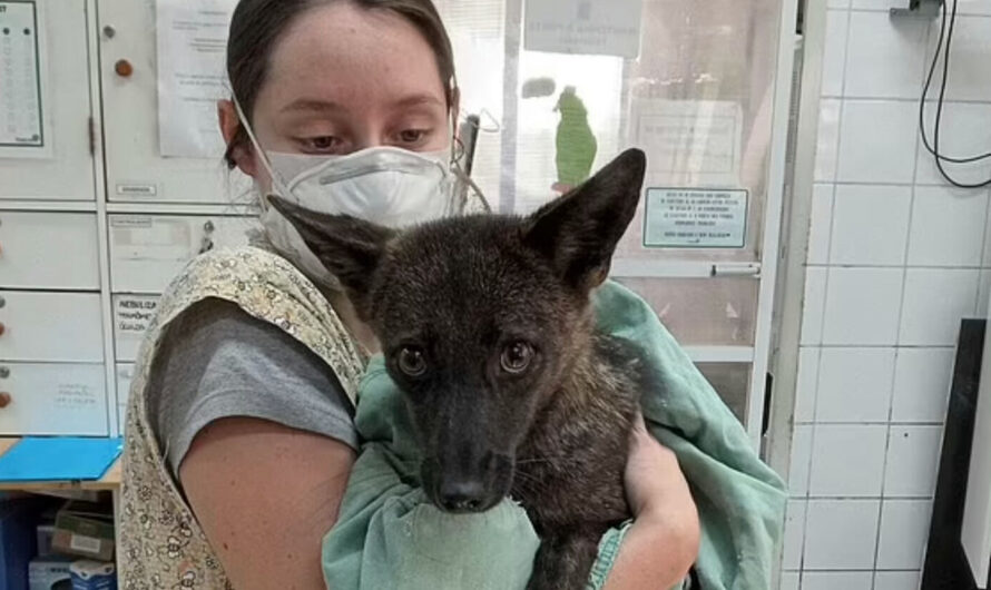 Vets take in animal hit by car — later discover she’s the first known dog-fox hybrid