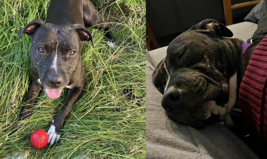 Pitbull rescued from dogfighting ring was shelter’s longest resident ever — but now she has a happy ending